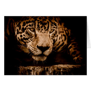 jaguar water stalking eyes