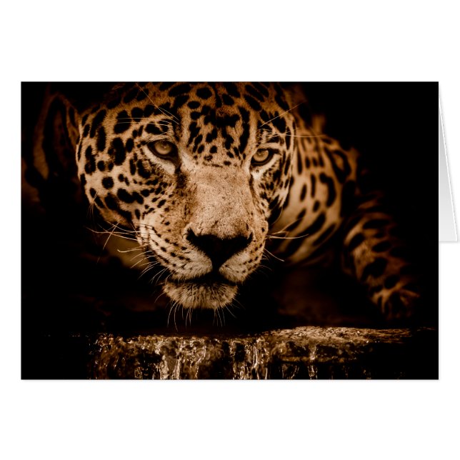 jaguar water stalking eyes (Front Horizontal)