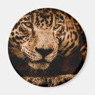 jaguar water stalking eyes magnet