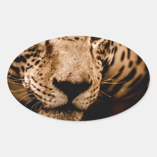 jaguar water stalking eyes oval sticker
