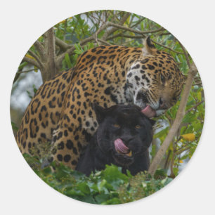 Jaguars In Love Classic Round Sticker