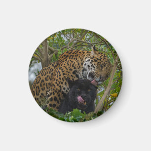Jaguars In Love Magnet