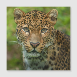 Jaguar's Intensity
