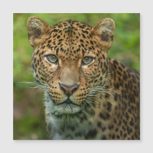 Jaguar's Intensity (Front)