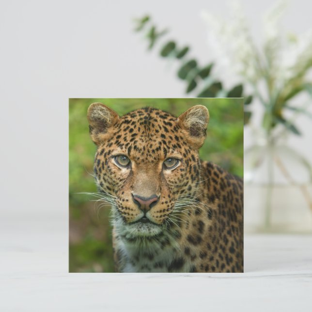 Jaguar's Intensity (Standing Front)