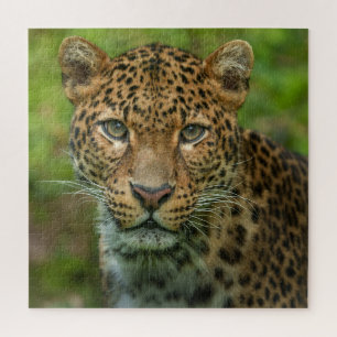 Jaguar's Intensity Jigsaw Puzzle