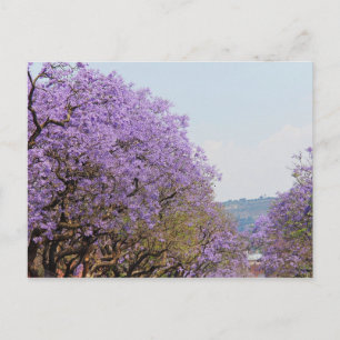 Jakaranda Purple Flower Trees, South Africa Postcard