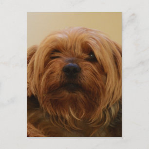 Jake The Yorkie Terrier Postcard