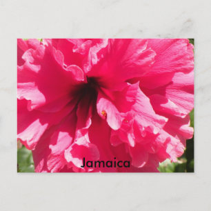 Jamaica Hibiscus Postcard
