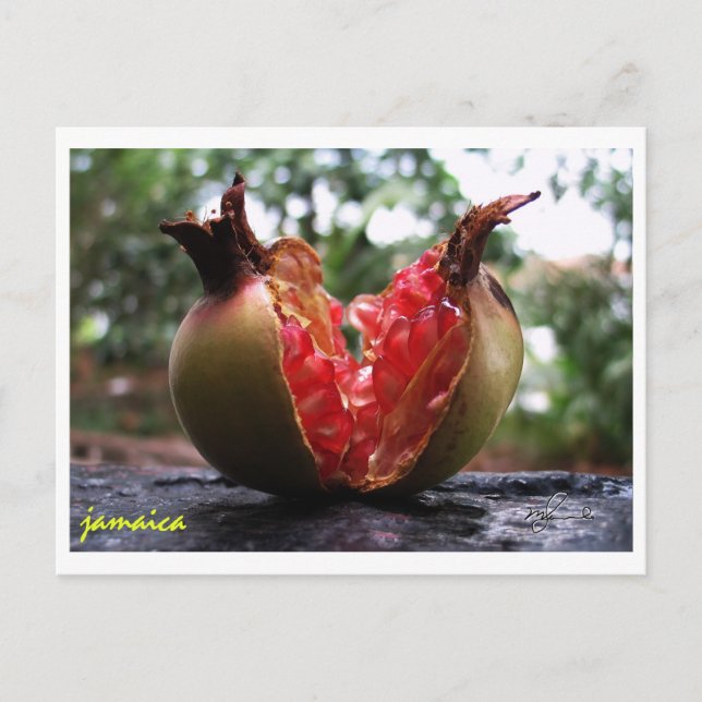 Jamaica Pomegranate Postcard (Front)