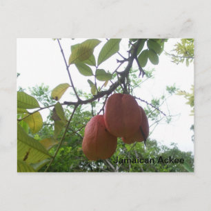 Jamaican Ackee Picture Postcard