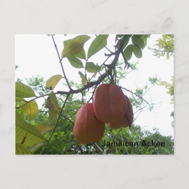 Jamaican Ackee Picture Postcard (Front)