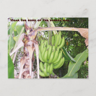 Jamaican Banana Man Postcard