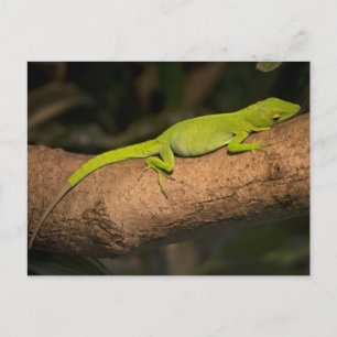 Jamaican giant anole postcard