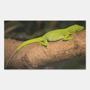 Jamaican giant anole rectangular sticker