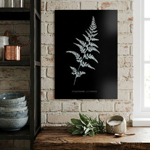 Jamaican Goldback Fern, Gymnogramma Sulphurea Poster