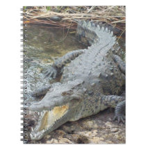 Jamaican Salt Water Crocodile