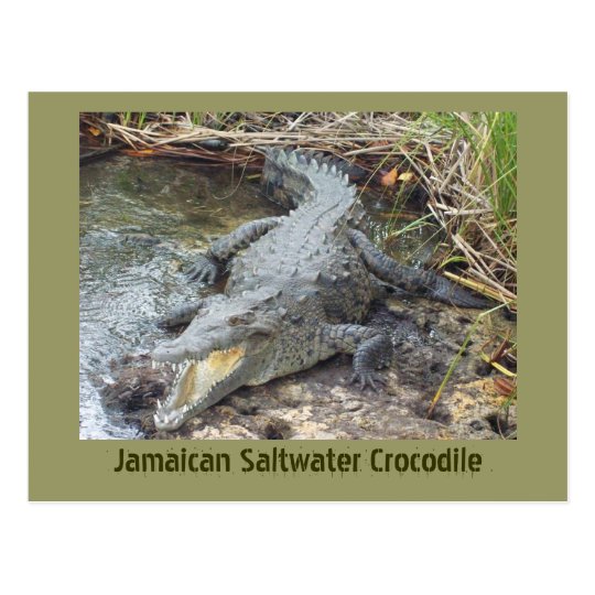 jamaican_salt_water_crocodile_postcard r62ad0878594c44b79bf6b22b7718a7bf_vgbaq_8byvr_540