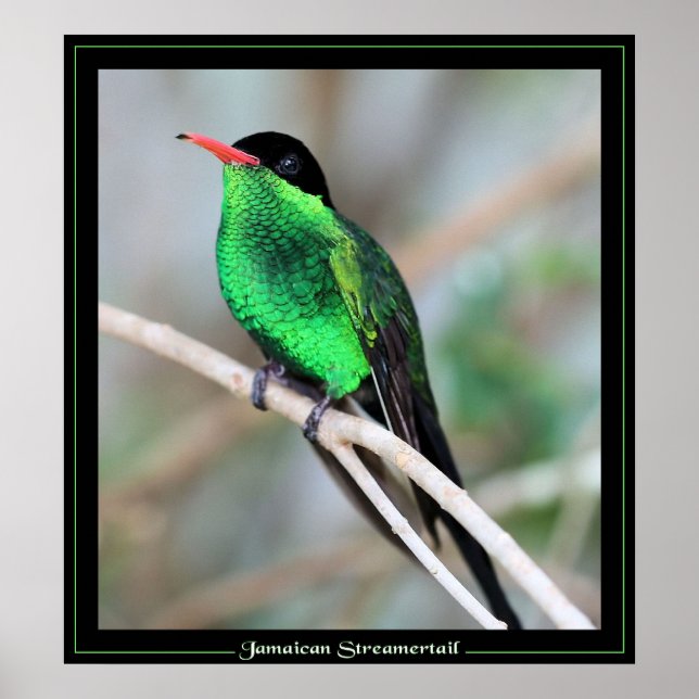 Jamaican Streamertail Poster (Front)