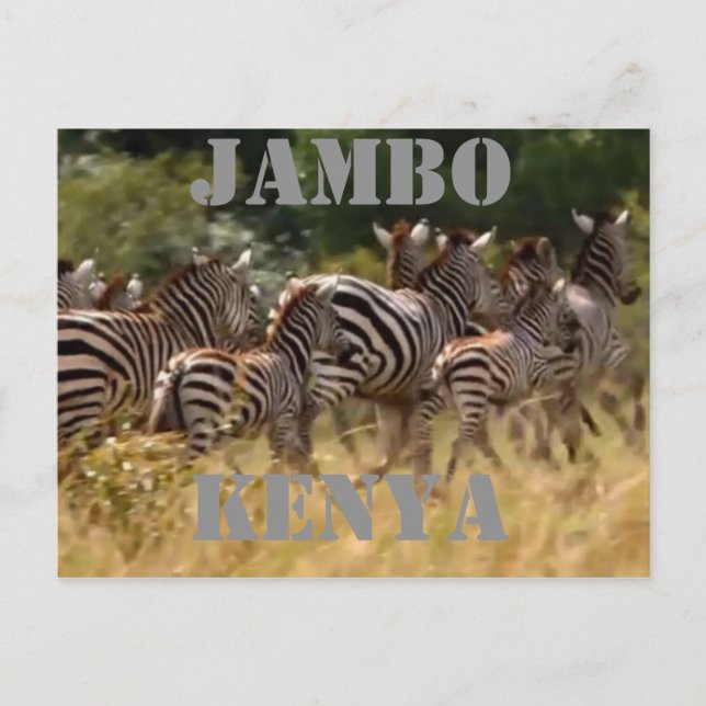 Jambo Kenya Zebra Migration Safari Postcards (Front)