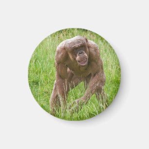 Jambo The Unique Hairless Chimp Magnet