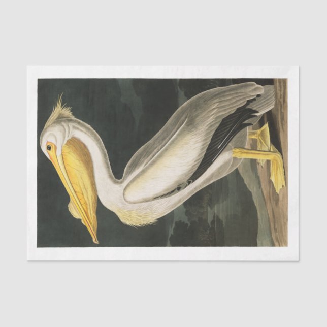 James Audubon Pelican Decoupage Tissue Nautical  Paper (Front)