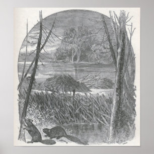 James Johonnot - Beavers and Dam Poster