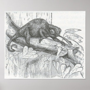 James Johonnot - Chameleon Poster