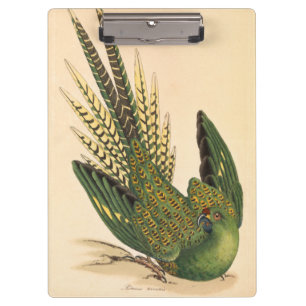 James Sowerby Ground Parrot, Psittacus terrestris Clipboard