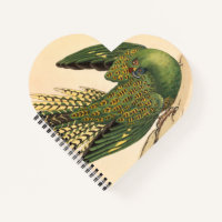 James Sowerby Ground Parrot, Psittacus terrestris