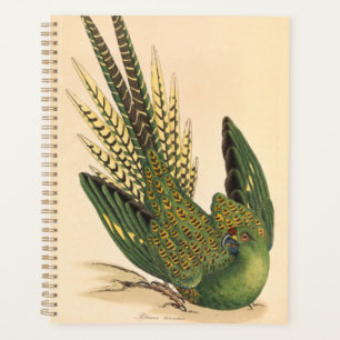James Sowerby Ground Parrot, Psittacus terrestris  Planner