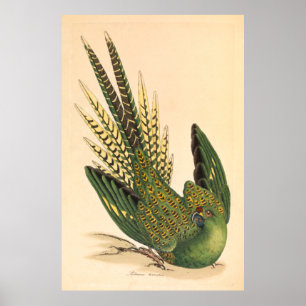 James Sowerby Ground Parrot, Psittacus terrestris  Poster