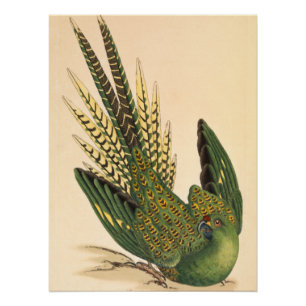 James Sowerby Ground Parrot, Psittacus terrestris  Poster