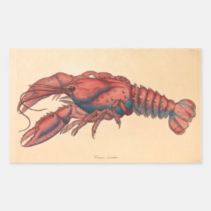 James Sowerby  Serrated Lobster    Rectangular Sticker