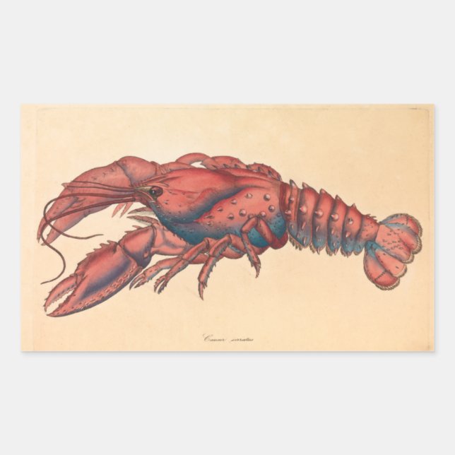 James Sowerby  Serrated Lobster    Rectangular Sticker (Front)