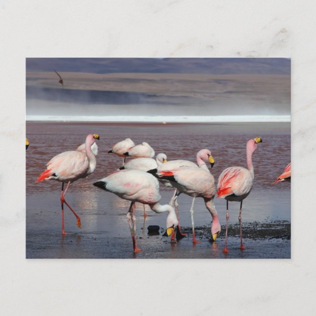 James's Flamingos Postcard (Front)