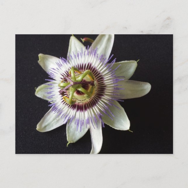 Jan 2 - educatedbrainfart postcard (Front)