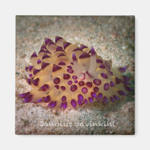 Janolus savinkini Square Magnet