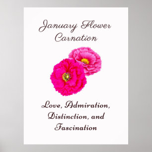 January Birth Month Flower Carnation Elegant Flora Poster