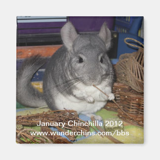 January chinchilla 2012 magnet