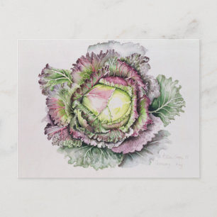January King Cabbage Postcard