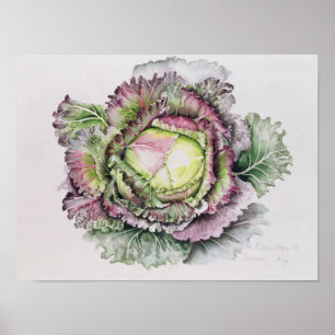 January King Cabbage Poster