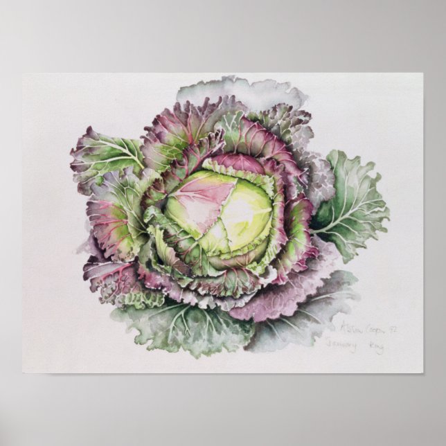 January King Cabbage Poster (Front)