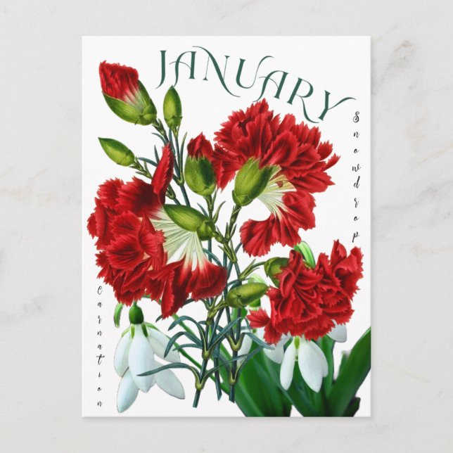 January Month Flowers Snowdrop Carnation Fancy Postcard (Front)