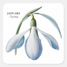 January Snowdrop Bloom - Personalized Gift