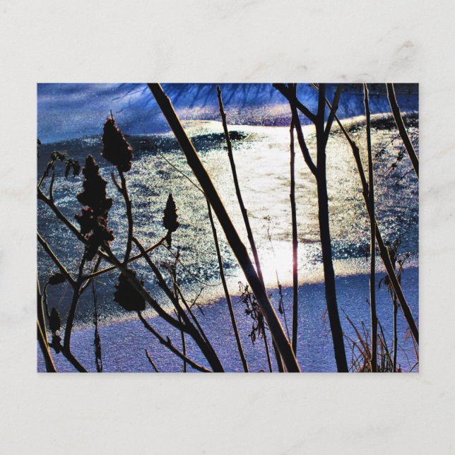 January Sunshine on Ice Snow Sumac Nature Patterns Postcard (Front)