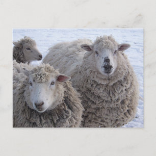 January Two Sheep Faces Postcard