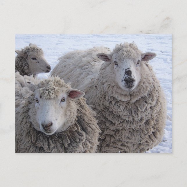 January Two Sheep Faces Postcard (Front)