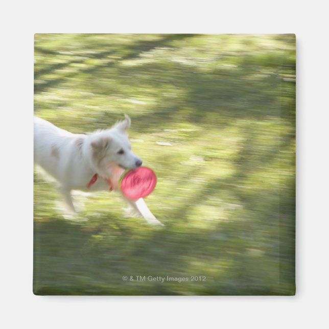 Japan 2 magnet (Front)