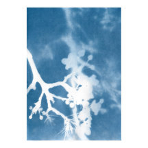Japan Cherry Blossom Cyanotype Vintage Inspired 